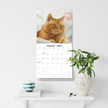 British Shorthair Cats 2027 square wall calendar - wall display