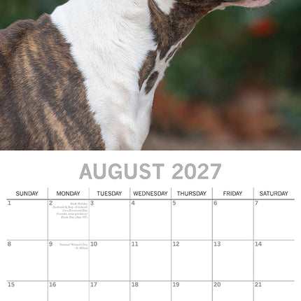 Bull Terriers 2027 Premium Square Wall Calendar August sample page