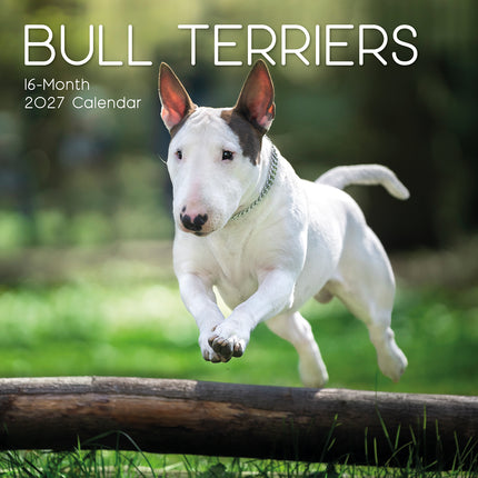 Bull Terriers 2027 Premium Square Wall Calendar cover