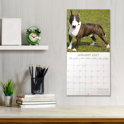 Bull Terriers 2027 Premium Square Wall Calendar lifestyle image