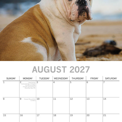 Bulldogs 2027 Premium Square Wall Calendar August sample page