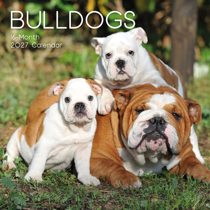 Bulldogs 2027 Premium Square Wall Calendar cover