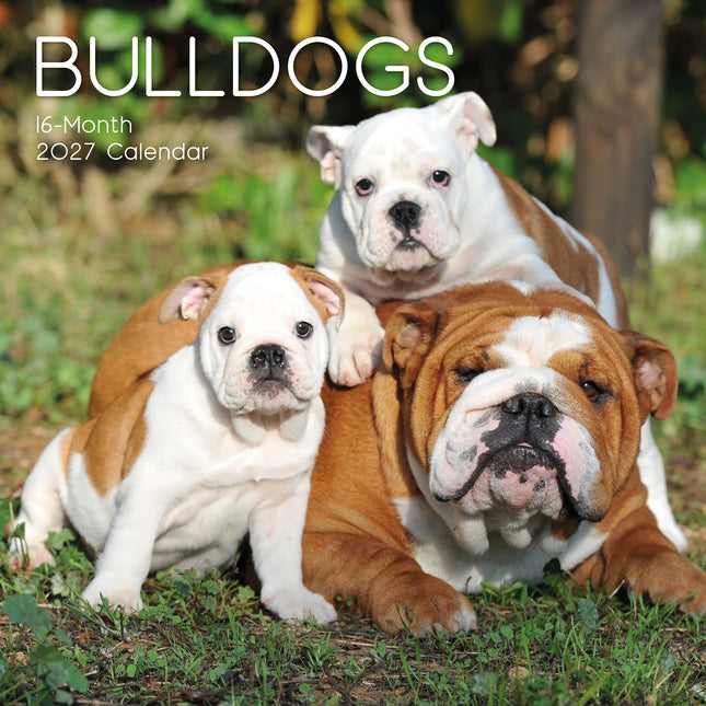 Bulldogs 2027 Premium Square Wall Calendar cover