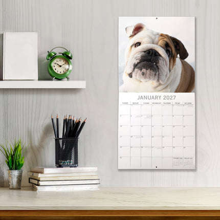 Bulldogs 2027 Premium Square Wall Calendar lifestyle image