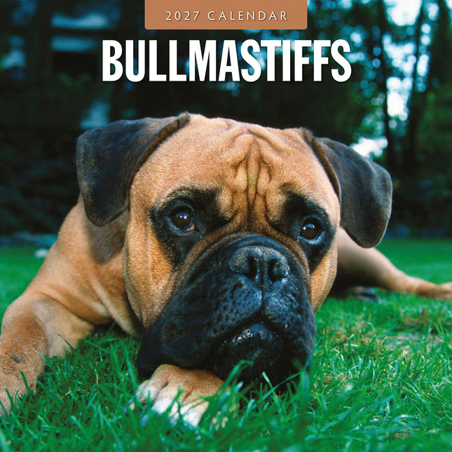 Bullmastiffs 2027 square wall calendar - front cover