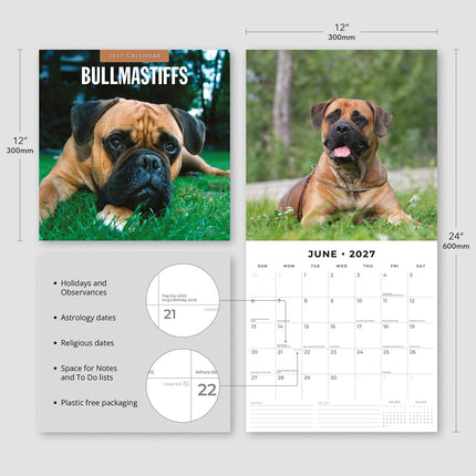 Bullmastiffs 2027 square wall calendar - product specifications