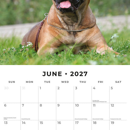 Bullmastiffs 2027 square wall calendar - monthly calendar spread