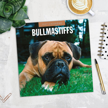 Bullmastiffs 2027 square wall calendar - image detail