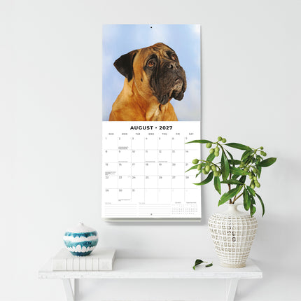 Bullmastiffs 2027 square wall calendar - wall display