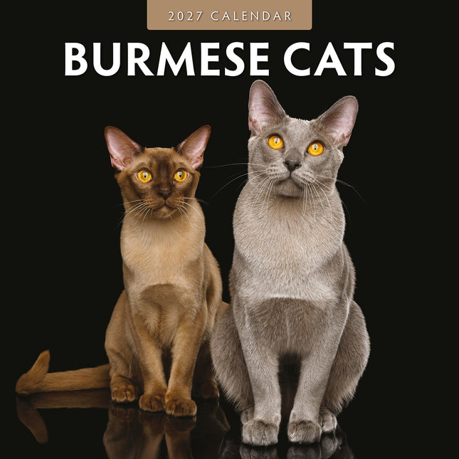 Burmese Cats 2027 square wall calendar - front cover