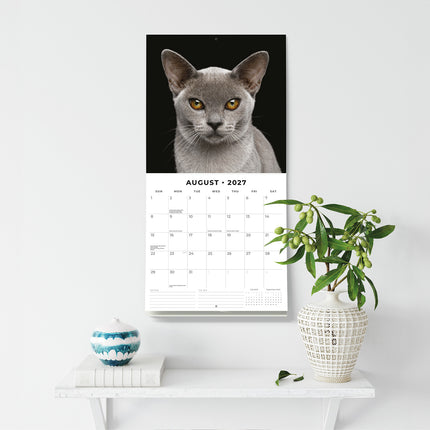 Burmese Cats 2027 square wall calendar - wall display