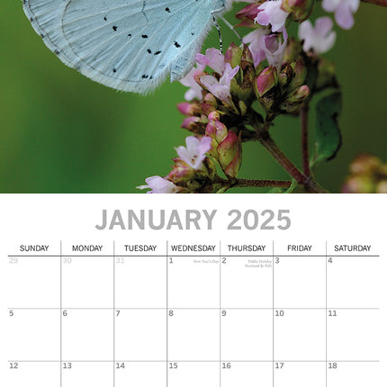 Butterflies - 2025 Square Wall Calendar Pets Animals 16 Months Premium Planner