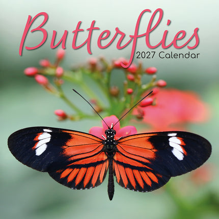 Butterflies 2027 Square Wall Calendar cover