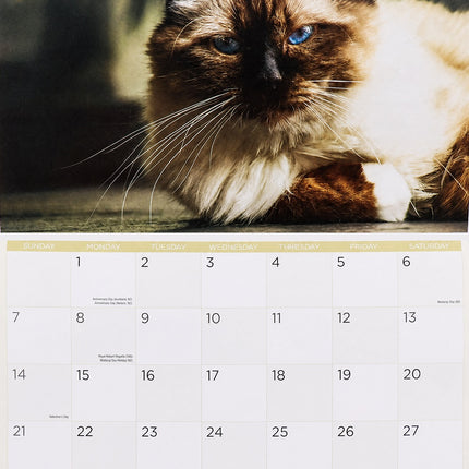 Purrfect Cats - 2027 Rectangle Wall Calendar 16 Month Pets New Year Planner Gift