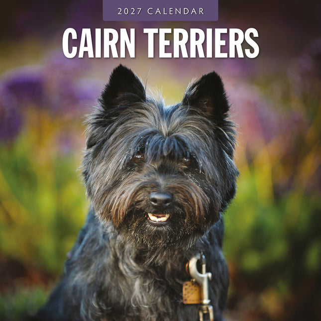 Cairn Terriers 2027 square wall calendar - front cover