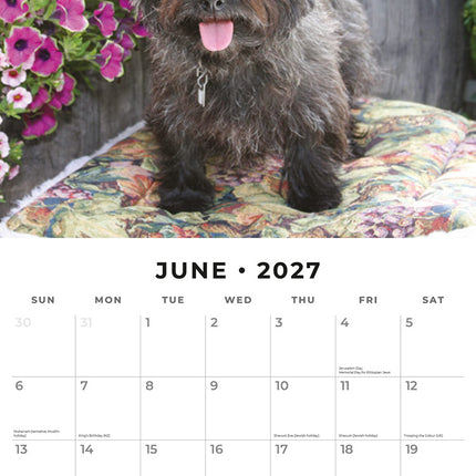 Cairn Terriers 2027 square wall calendar - monthly calendar spread