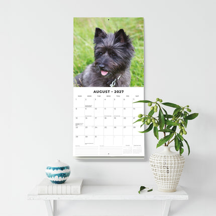 Cairn Terriers 2027 square wall calendar - wall display