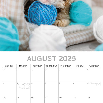 Cat Naps - 2025 Square Wall Calendar Pets Animals 16 Months Premium Planner Gift