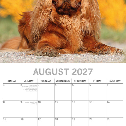 Cavalier King Charles Spaniels 2027 Premium Square Wall Calendar August sample page