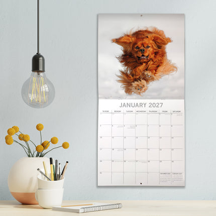 Cavalier King Charles Spaniels 2027 Premium Square Wall Calendar lifestyle image