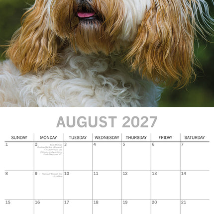 Cavapoos 2027 Premium Square Wall Calendar August sample page
