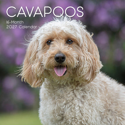 Cavapoos 2027 Premium Square Wall Calendar cover