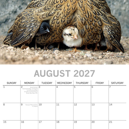 Chickens 2027 Square Wall Calendar August sample page