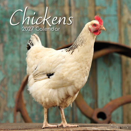 Chickens 2027 Square Wall Calendar cover
