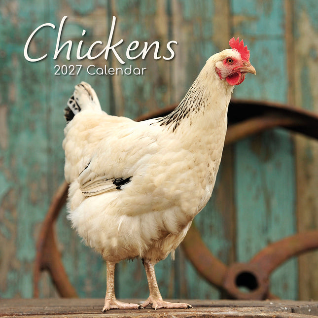 Chickens 2027 Square Wall Calendar cover