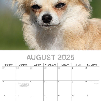 Chihuahuas 2025 Square Wall Calendar Dogs Pets Animals 16 Months Premium Planner