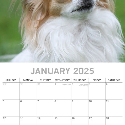 Chihuahuas 2025 Square Wall Calendar Dogs Pets Animals 16 Months Premium Planner