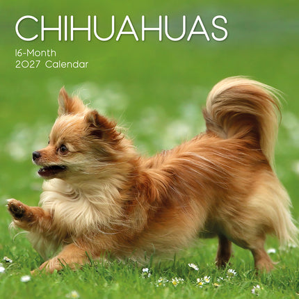 Chihuahuas 2027 Premium Square Wall Calendar cover