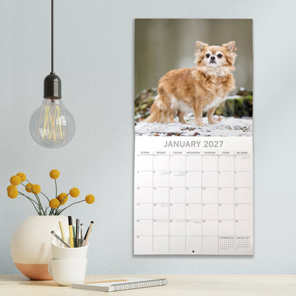 Chihuahuas 2027 Premium Square Wall Calendar lifestyle image