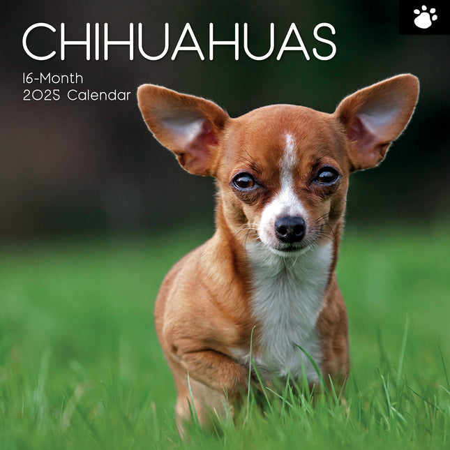 Chihuahuas 2025 Square Wall Calendar Dogs Pets Animals 16 Months Premium Planner