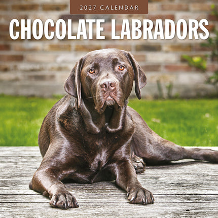 Chocolate Labradors 2027 square wall calendar - front cover