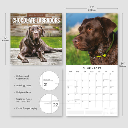Chocolate Labradors 2027 square wall calendar - product specifications
