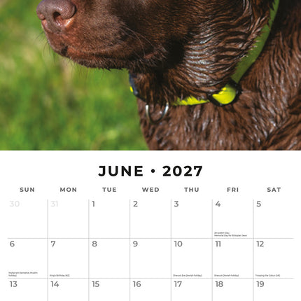 Chocolate Labradors 2027 square wall calendar - monthly calendar spread