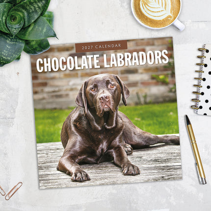 Chocolate Labradors 2027 square wall calendar - image detail