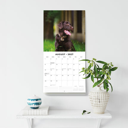 Chocolate Labradors 2027 square wall calendar - wall display