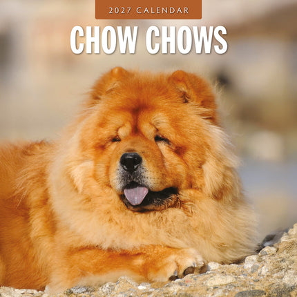 Chow Chows 2027 square wall calendar - front cover