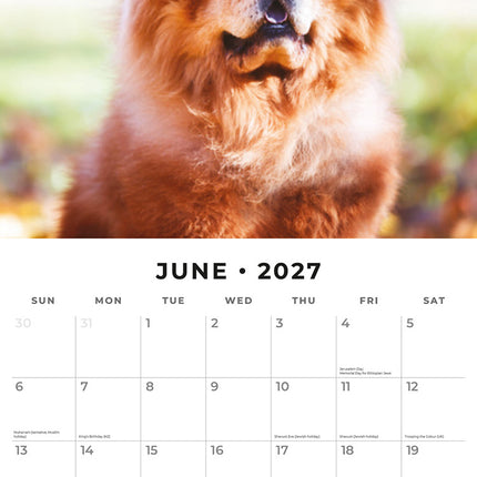 Chow Chows 2027 square wall calendar - monthly calendar spread