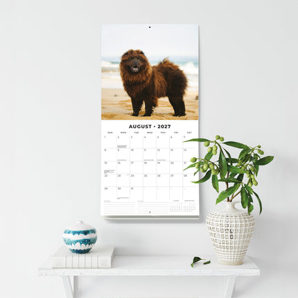 Chow Chows 2027 square wall calendar - wall display