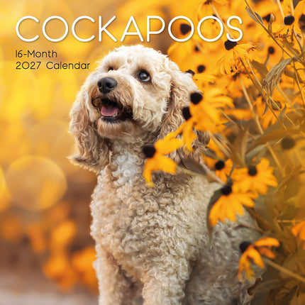 Cockapoos 2027 Premium Square Wall Calendar cover
