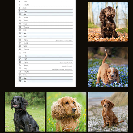 Cocker Spaniels 2027 Premium Slim Wall Calendar back cover
