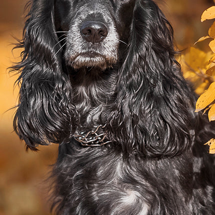 Cocker Spaniels 2027 Premium Slim Wall Calendar cover