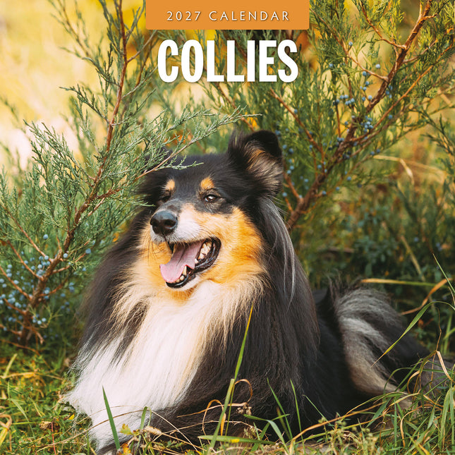 Collies 2027 square wall calendar - front cover