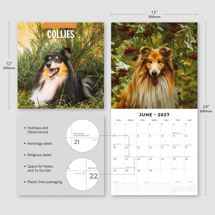Collies 2027 square wall calendar - product specifications