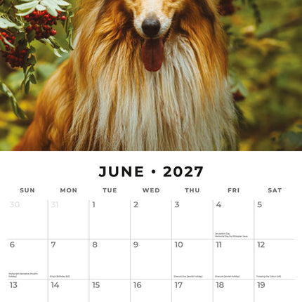 Collies 2027 square wall calendar - monthly calendar spread