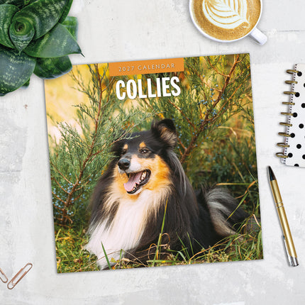 Collies 2027 square wall calendar - image detail