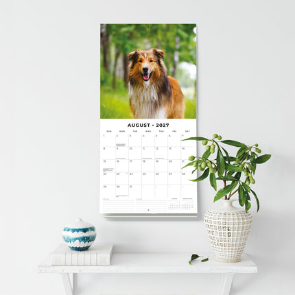 Collies 2027 square wall calendar - wall display